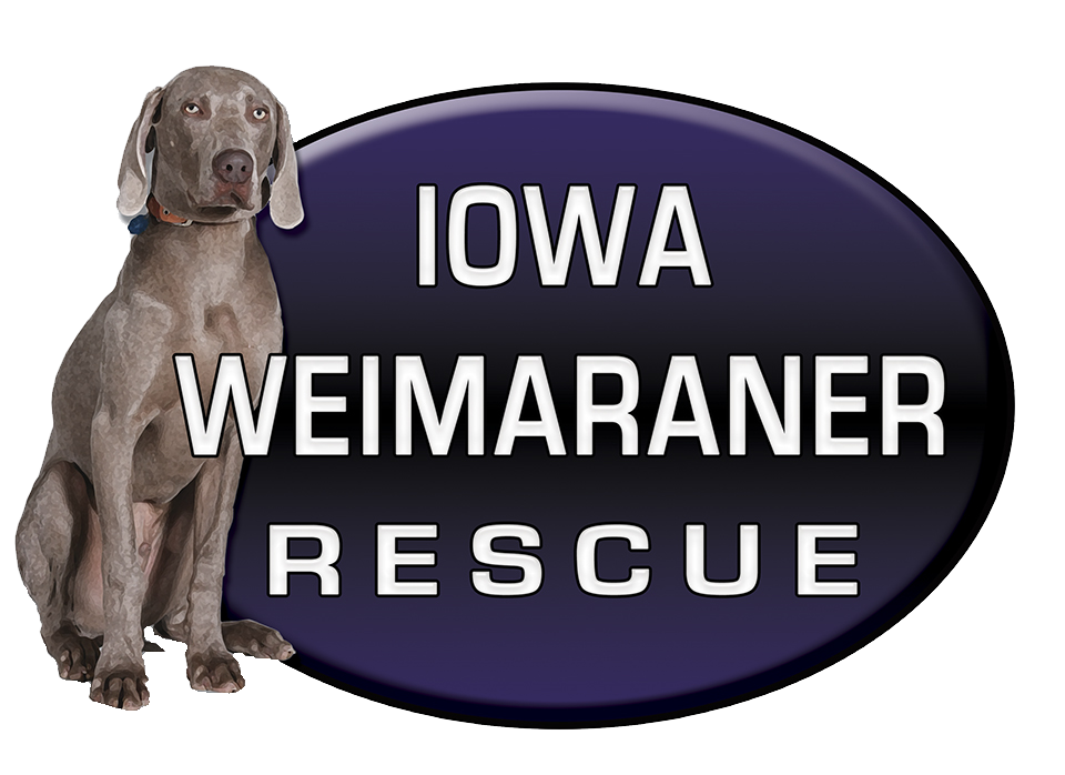 Iowa Weimaraner Rescue