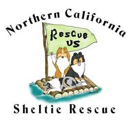 Norcal Sheltie Rescue