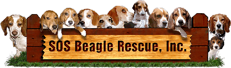 Sos Beagle Rescue alabama Chapter