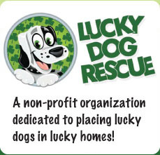 Lucky Dog Rescue