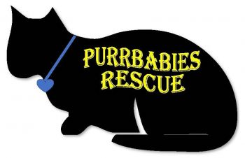 Purrbabies Rescue