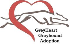 Greyheart Greyhound Rescue And Adoption Of Michigan