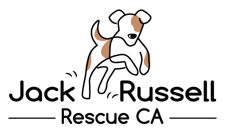 Jack Russell Rescue Ca