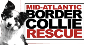 Mid-atlantic (kent County) Border Collie Rescue