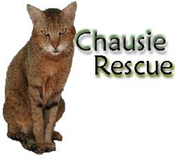 Chausie Rescue