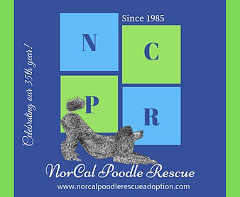 Norcal Poodle Rescue