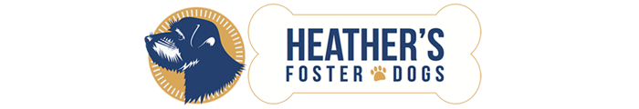 Heather's Foster Dogs