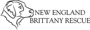 New England Brittany Rescue Inc.