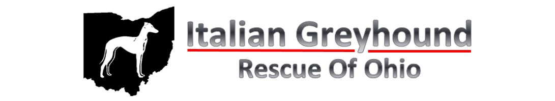 Italian Greyhound Rescue Of Ohio