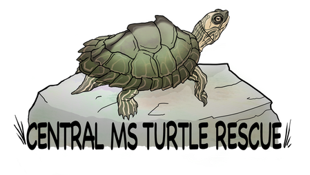 Central Ms Turtle Rescue