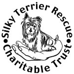 Silky Terrier Rescue