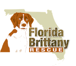 Florida Brittany Rescue Inc.