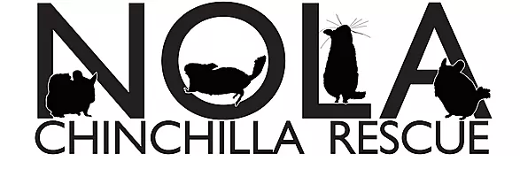Nola Chinchilla Rescue