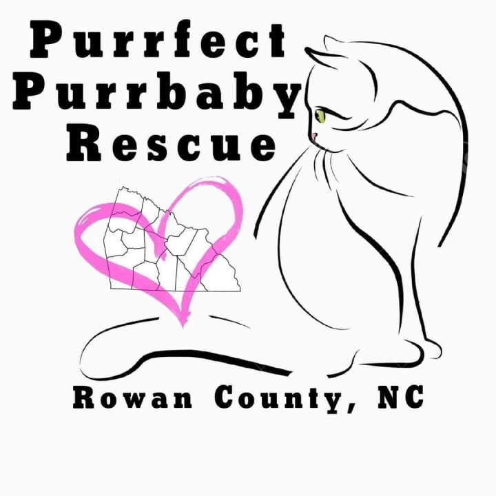 Purrfect Purrbaby Rescue
