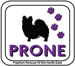 Prone - Papillon Rescue Of The North East