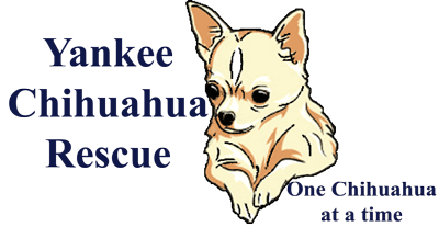 Yankee Chihuahua Rescue And Adoption, Inc.