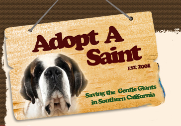Adopt A Saint - Saint Bernard Rescue