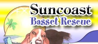 Suncoast Basset Rescue Inc.