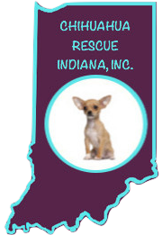 Chihuahua Rescue Indiana Inc.