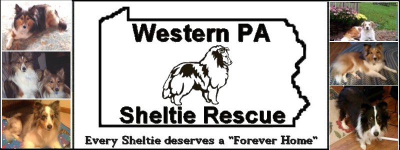 Western Pa Sheltie Rescue