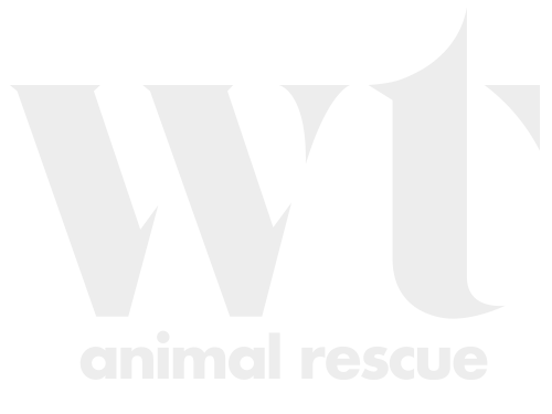 Wolf Trap Animal Rescue