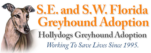 Hollydogs Greyhound Adoption