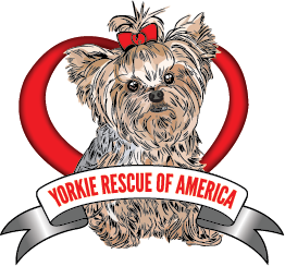 Yorkie Rescue Of America - Texas Chapter
