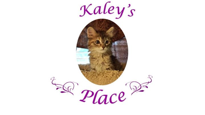 Kaley's Place