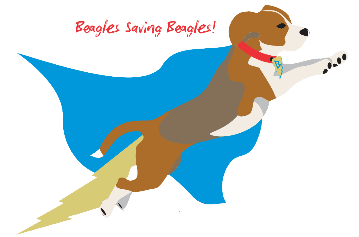 Beagle Rescue, Education And Welfare