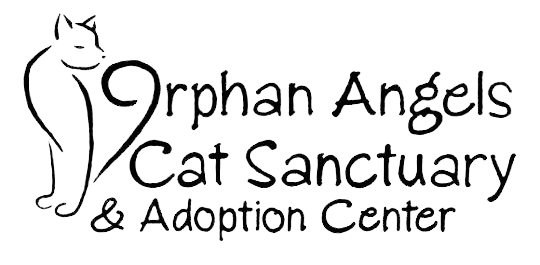 Orphan Angels Cat Sanctuary And Adoption Center