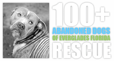 100+ Abandoned Dogs Of Everglades Florida, Inc.