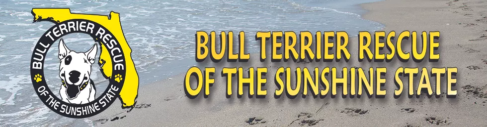 Bull Terrier Rescue Of The Sunshine State