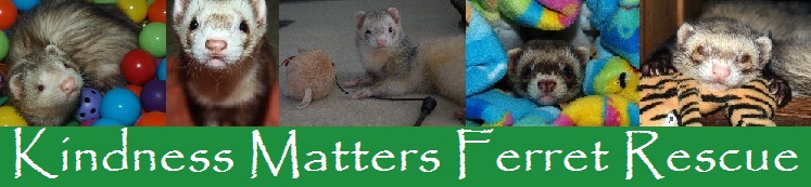 Kindness Matters Ferret Rescue