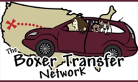 The Boxer Transfer Network
