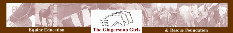 The Gingersnap Girls Equine Education & Rescue Foundation