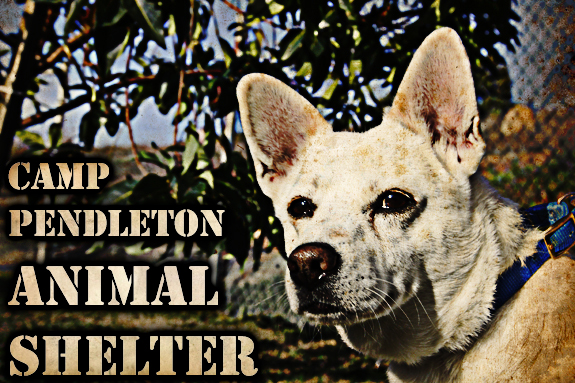 Camp Pendleton Animal Shelter