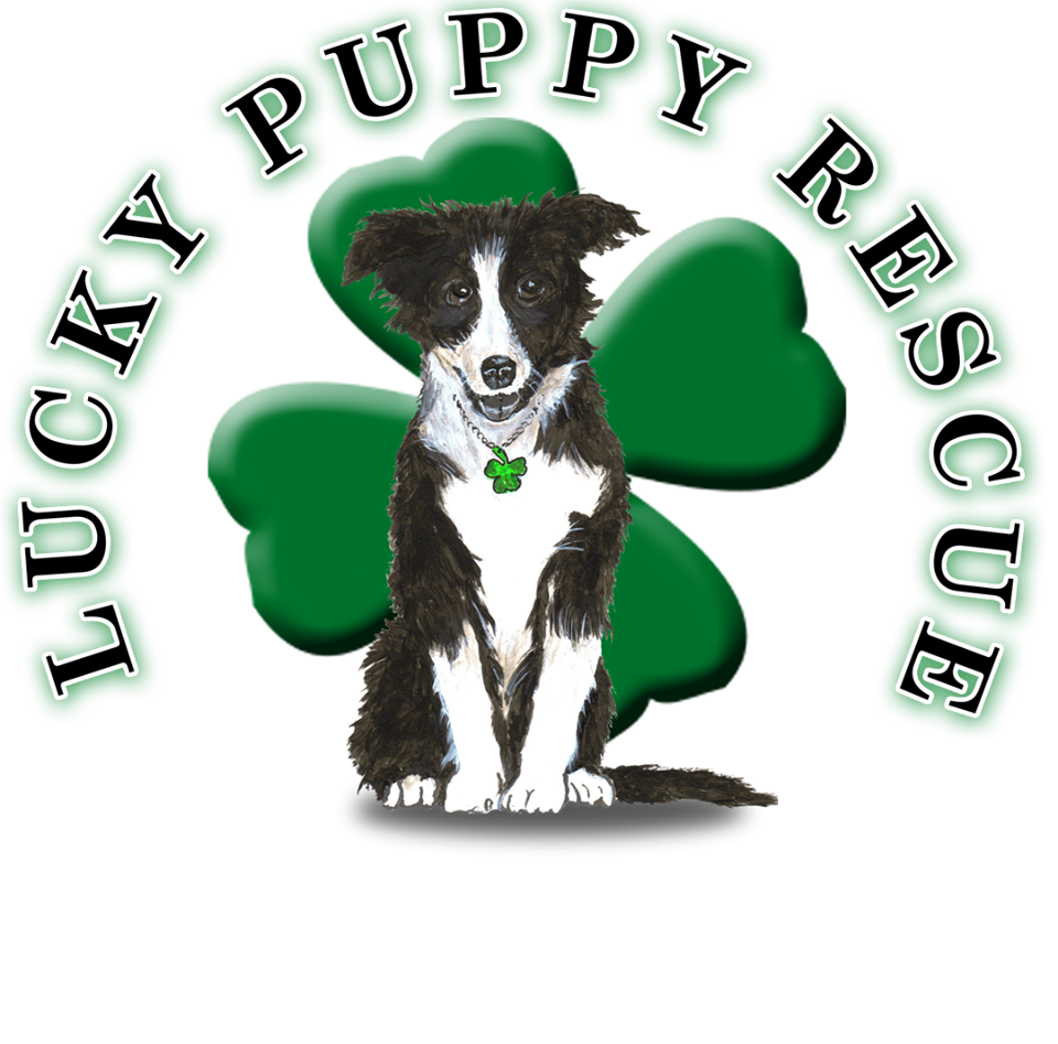 Lucky Puppy Dog Rescue & Kennel, Inc.