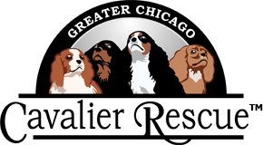 Greater Chicago Cavalier Rescue