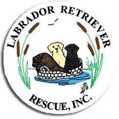 Labrador Retriever Rescue Inc.
