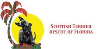 Scottish Terrier Rescue Of Florida