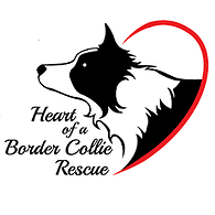 Heart Of A Border Collie Rescue