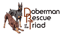Doberman Rescue Of The Triad