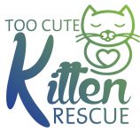 Too Cute Kitten Rescue
